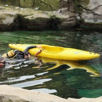 Eisbären und Kajaks