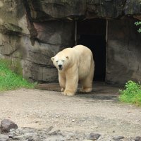Eisbären und Kajaks