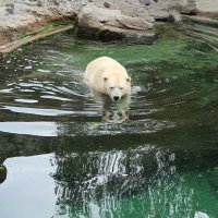Eisbären und Kajaks