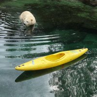 Eisbären und Kajaks