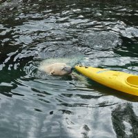 Eisbären und Kajaks