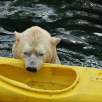 Eisbären und Kajaks