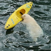 Eisbären und Kajaks