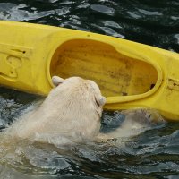 Eisbären und Kajaks