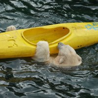Eisbären und Kajaks