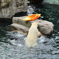 Eisbären und Kajaks