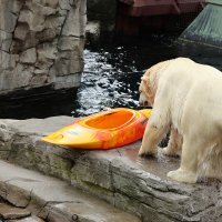 Eisbären und Kajaks