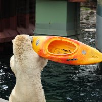 Eisbären und Kajaks