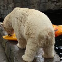Eisbären und Kajaks