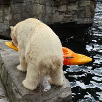 Eisbären und Kajaks