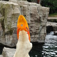 Eisbären und Kajaks