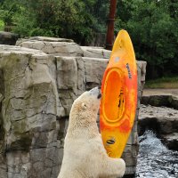 Eisbären und Kajaks