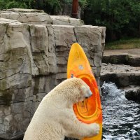 Eisbären und Kajaks