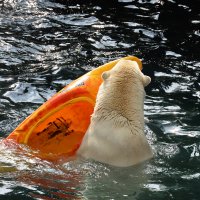 Eisbären und Kajaks