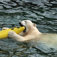 Eisbären und Kajaks