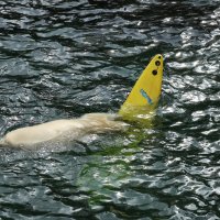 Eisbären und Kajaks