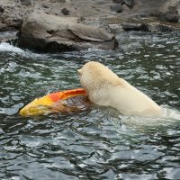 Eisbären und Kajaks