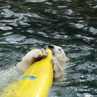 Eisbären und Kajaks