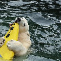 Eisbären und Kajaks