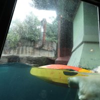 Eisbären und Kajaks