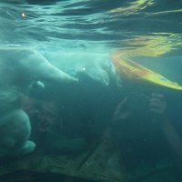 Eisbären und Kajaks