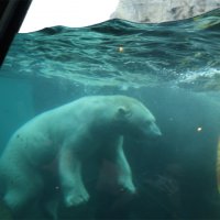 Eisbären und Kajaks