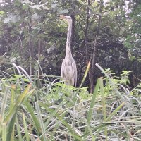 Mecklenburgische Kleinseen